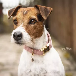 Kentucky Dog Collar Velvet