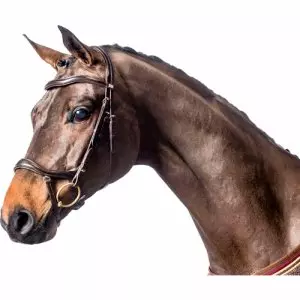 Horse Guard Performance hodelag med bling pannereim